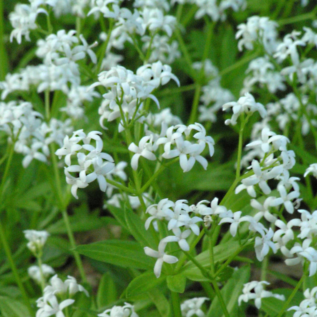 Galium odoratum Sweet Woodruff