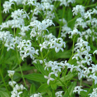 Galium odoratum Sweet Woodruff