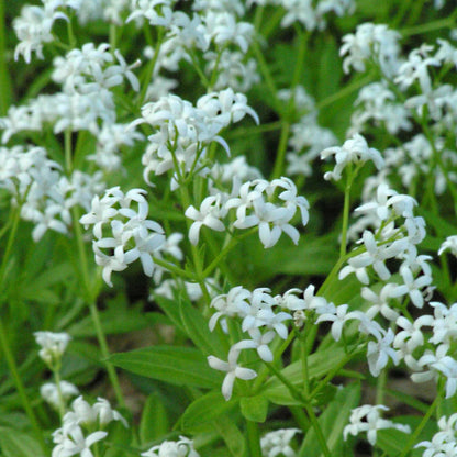 Galium odoratum Sweet Woodruff