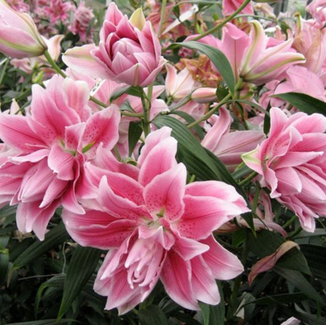Rose lily Belonica- Colours Sugar Pink