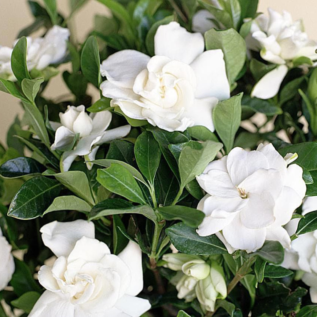 Echo Swan Maiden Gardenia