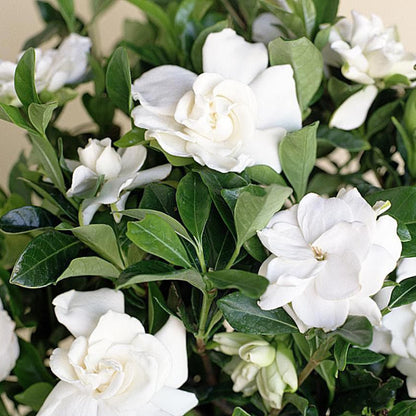 Echo Swan Maiden Gardenia