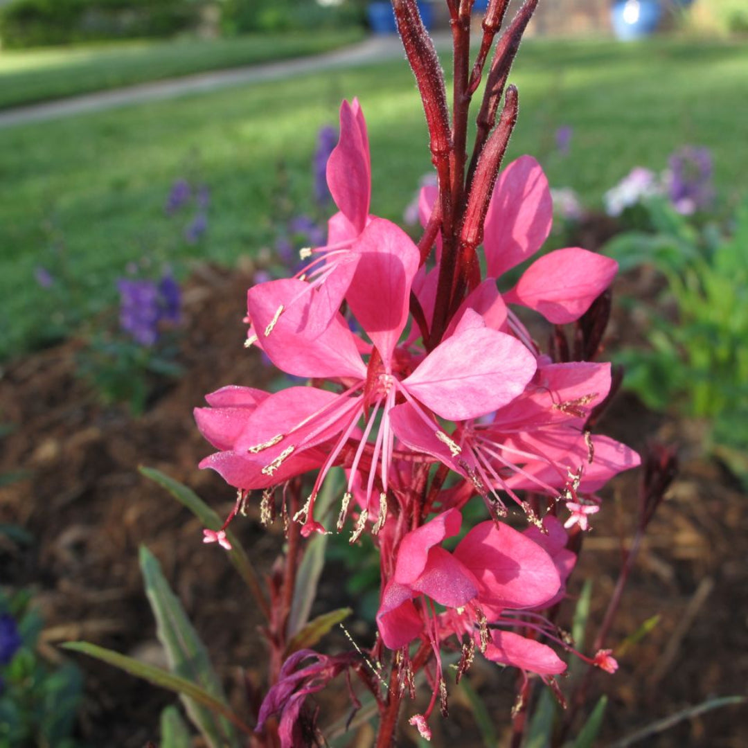 Gaura Belleza® Series Dark Pink PPAF (Butterfly Gaura) - [EG]