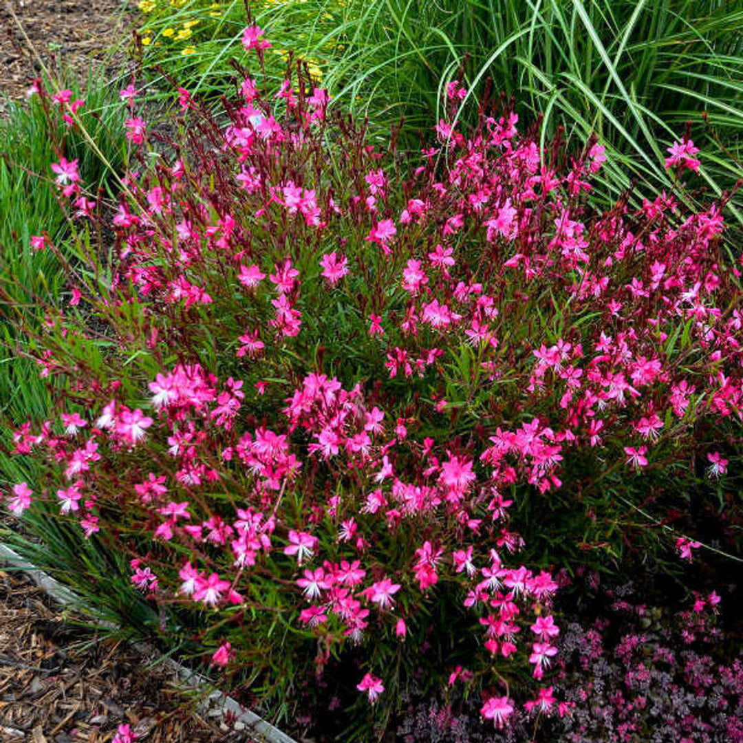 Gaura Belleza® Series Dark Pink PPAF (Butterfly Gaura) - [EG]