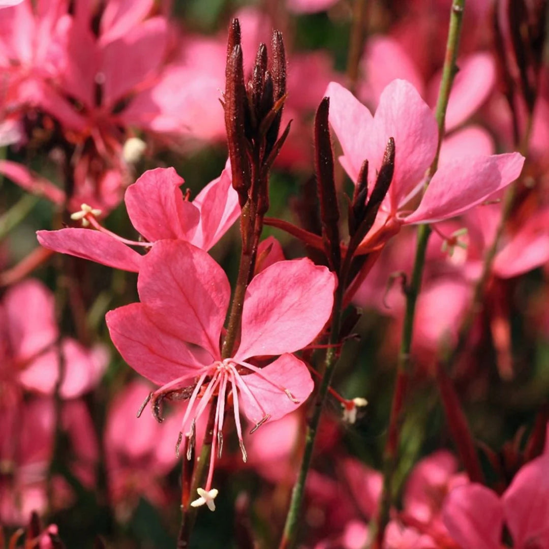 Gaura Belleza® Series Dark Pink PPAF (Butterfly Gaura) - [EG]