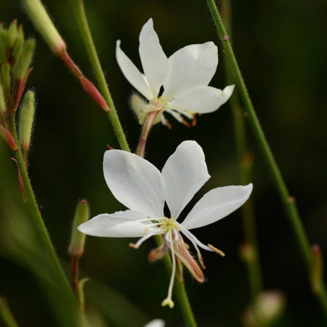 Gaura Belleza Series &