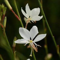 Gaura Belleza Series 'White' Butterfly Gaura