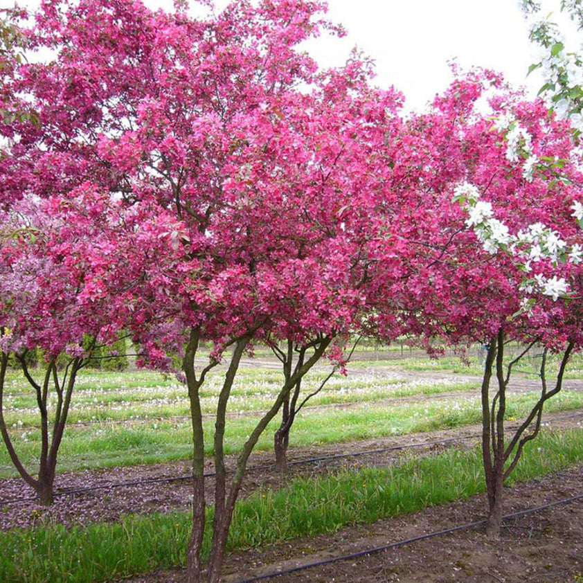 Profusion Crabapple Tree