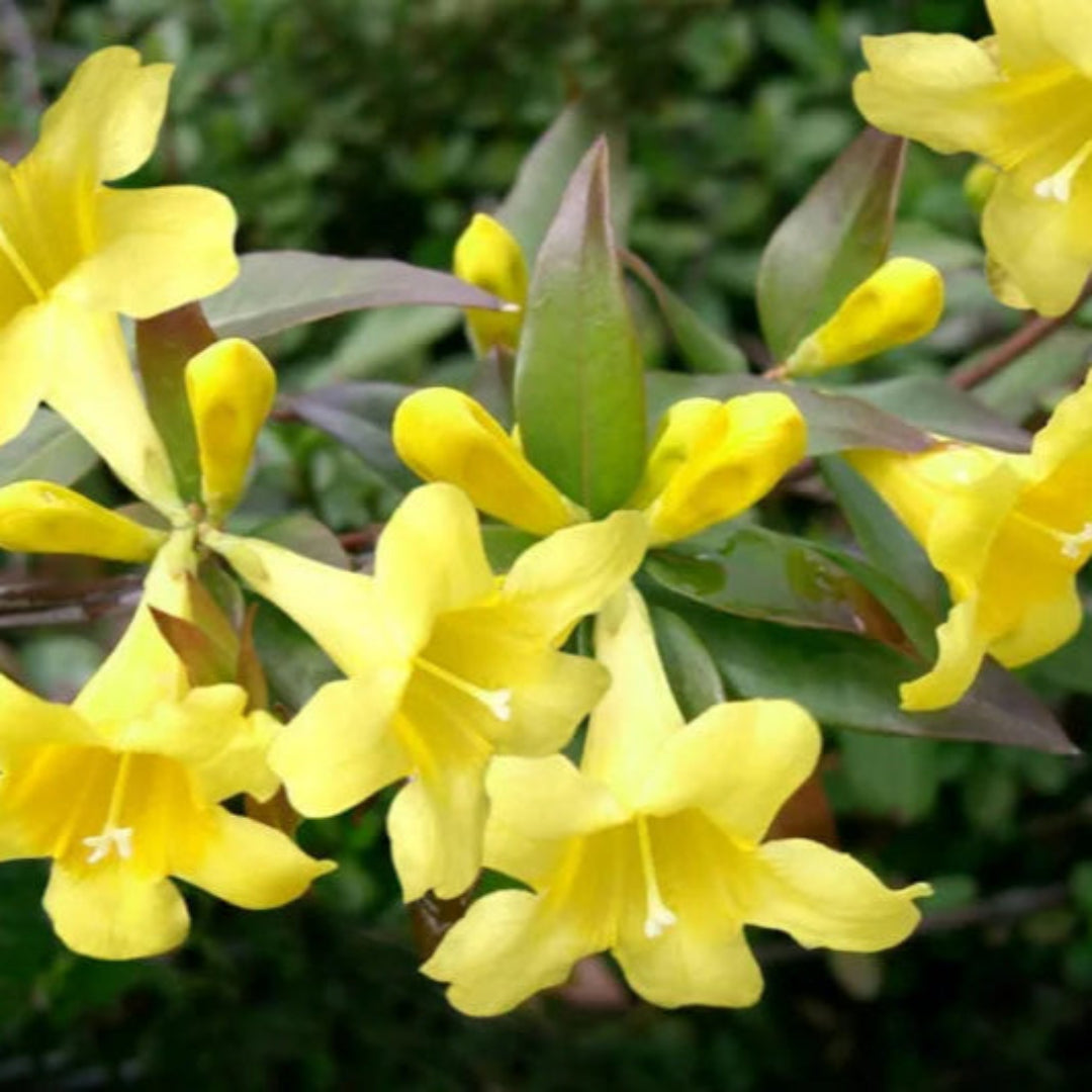 Gelsemium sempervirens, Carolina Jessamine - [CG]
