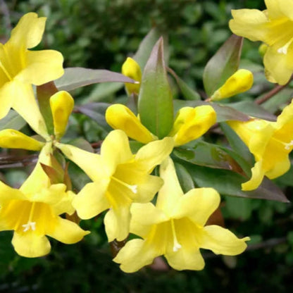 Gelsemium sempervirens, Carolina Jessamine - [CG]