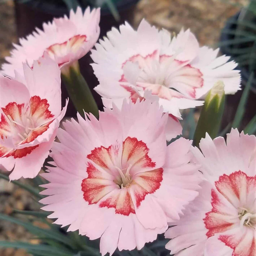 Dianthus American &