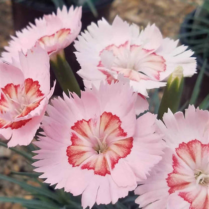 Dianthus American &