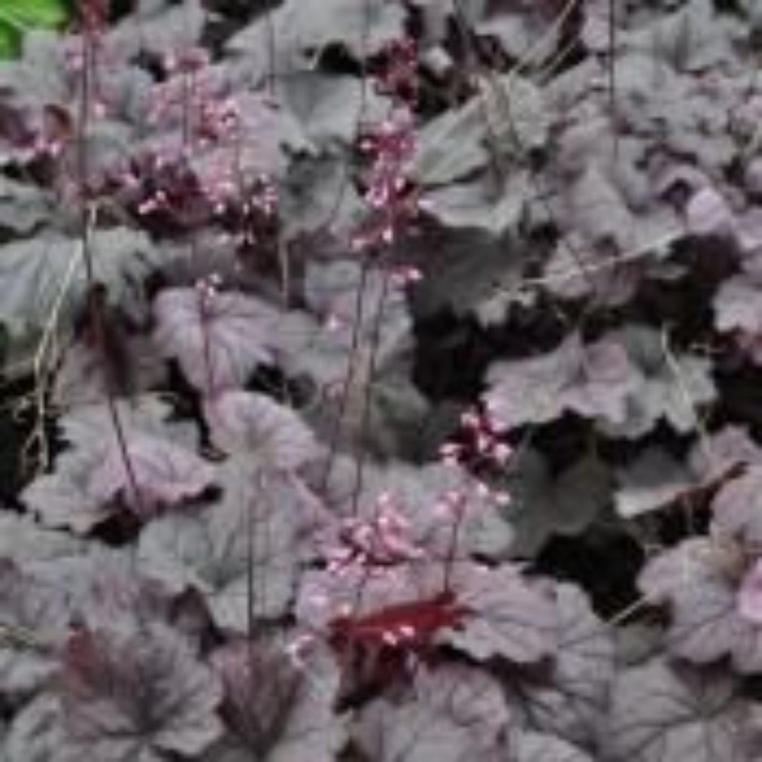 Heuchera X Villosa Georgia Plum