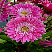 Gerbera 'Garvinea Sweet Spice' Gerber Daisy