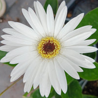 Gerbera 'Garvinea® Sweet Frosting' Gerber Daisy - [EG]