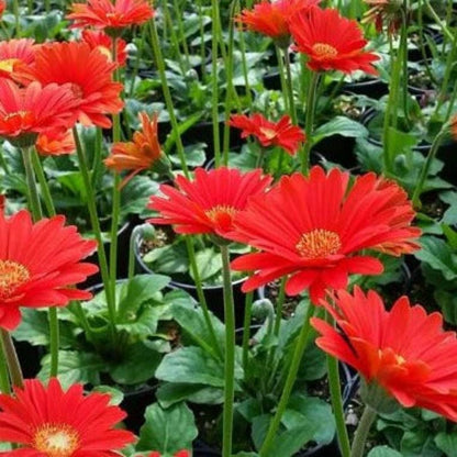 Gerbera &