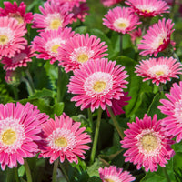 Gerbera 'Garvinea Sweet Surprise' Gerber Daisy