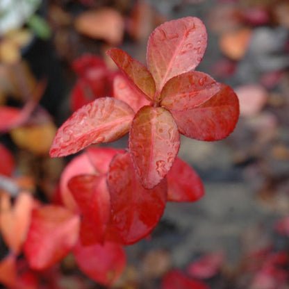 Euonymus Coloratus evergreen groundcover close-up