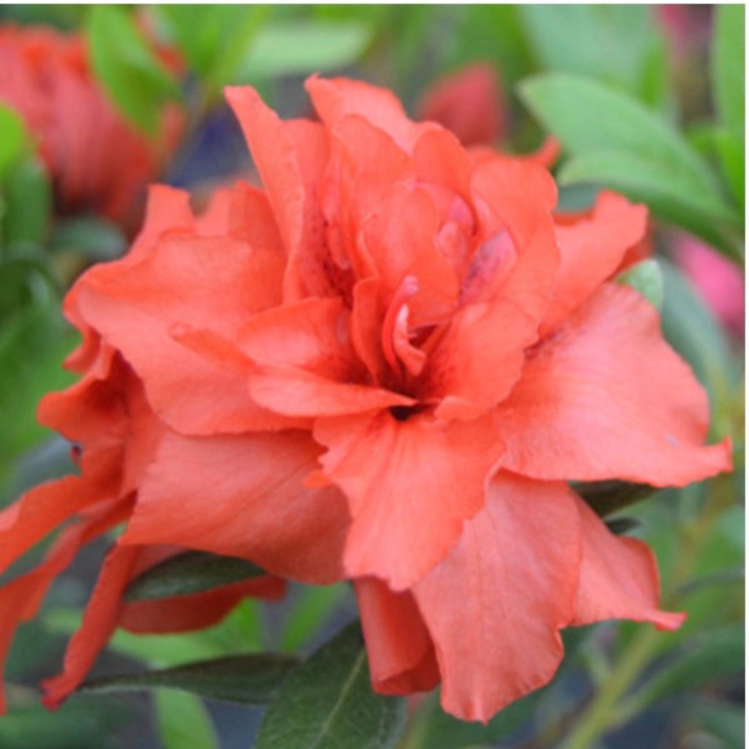 Rebloom Azalea Coral Amazement