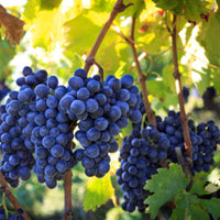 Cabernet Sauvignon grapes developing color on summer vine