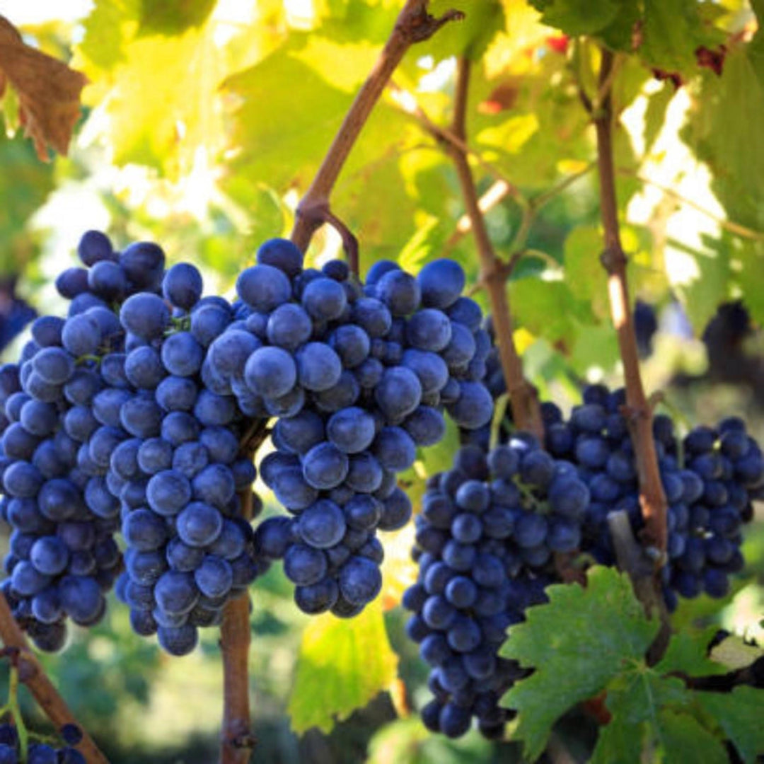 Cabernet Sauvignon wine grape vine with ripening fruit