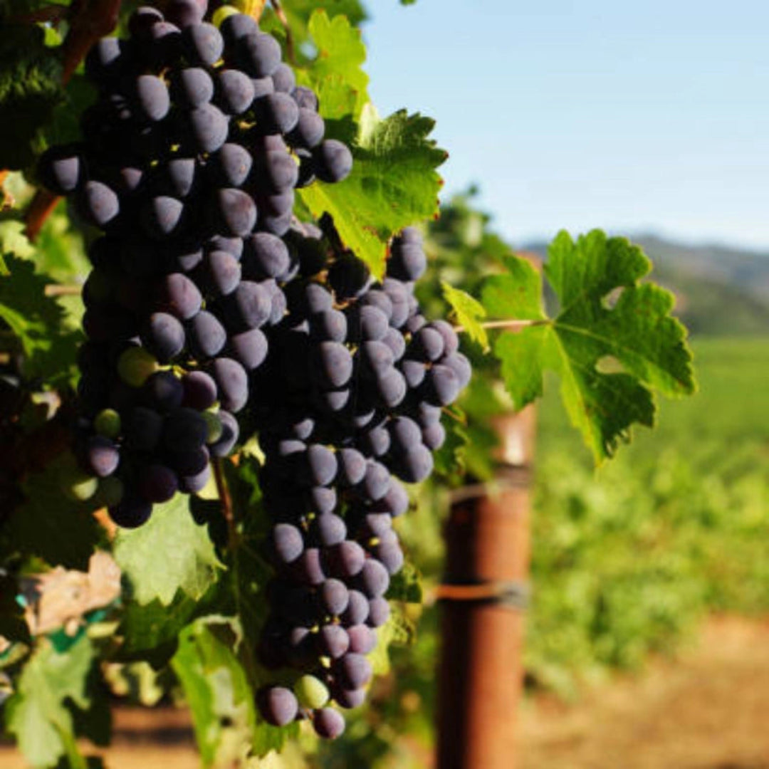 Cabernet Sauvignon grape clusters on vine in sunlight