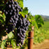 Cabernet Sauvignon grape clusters on vine in sunlight