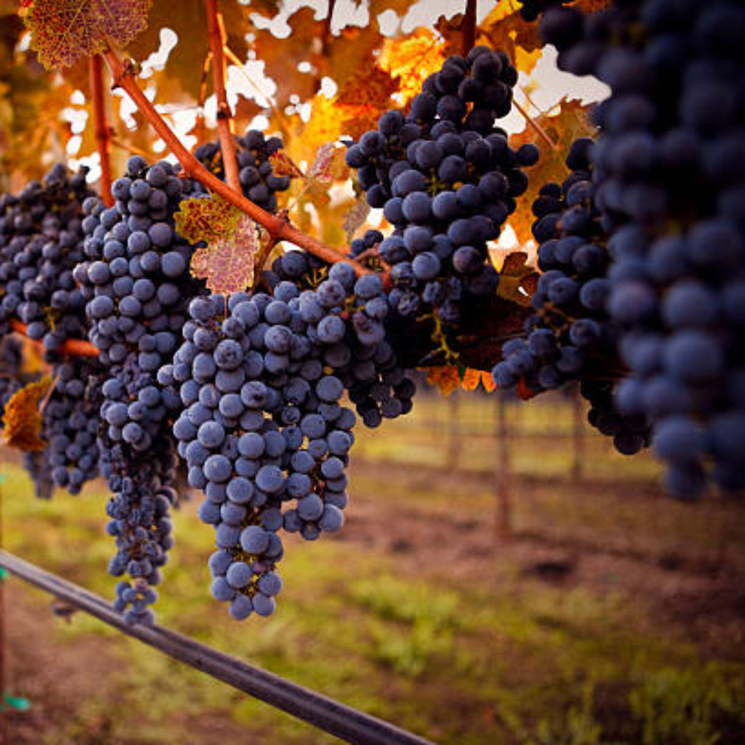 Cabernet Sauvignon Grape