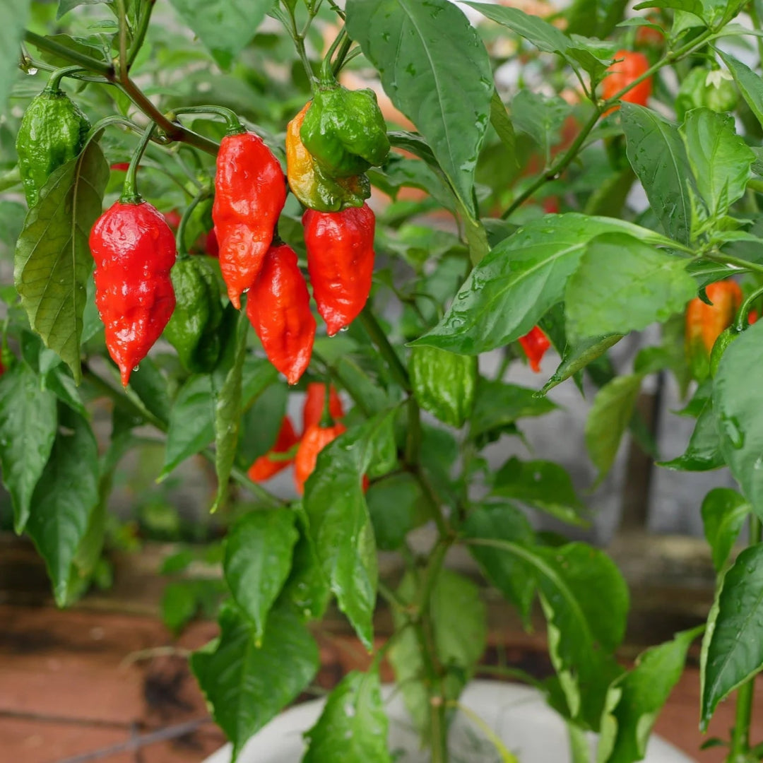 Ghost Pepper Plant, Ghost Chili, Hottest Chili Pepper