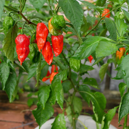 Ghost Pepper Plant, Ghost Chili, Hottest Chili Pepper