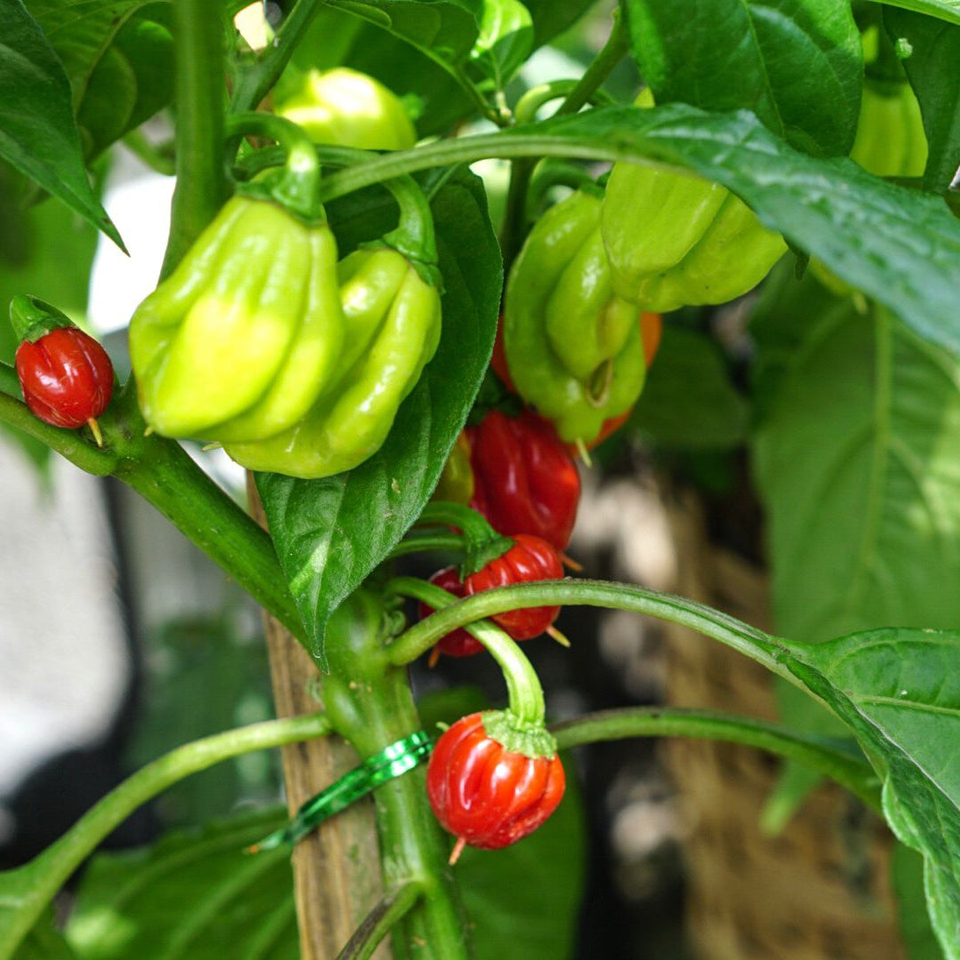 Ghost Pepper Plant , Hottest Chili Pepper