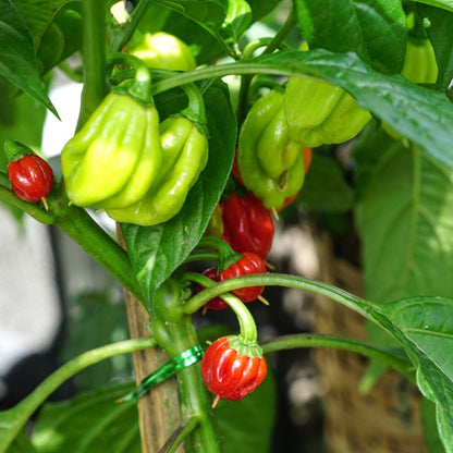 Ghost Pepper Plant , Hottest Chili Pepper