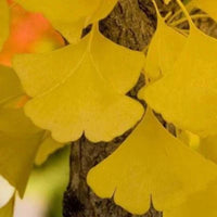 Princeton Sentry Male Ginkgo Tree