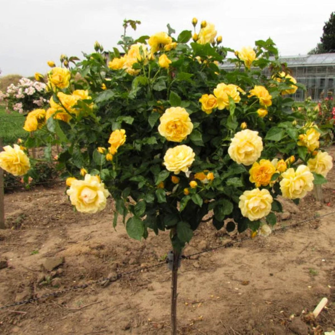 Gilden Sun Tree Form Rose