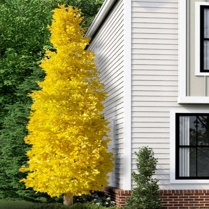 Sky Tower Ginkgo Tree