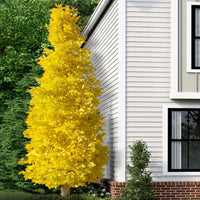 Sky Tower Ginkgo Tree