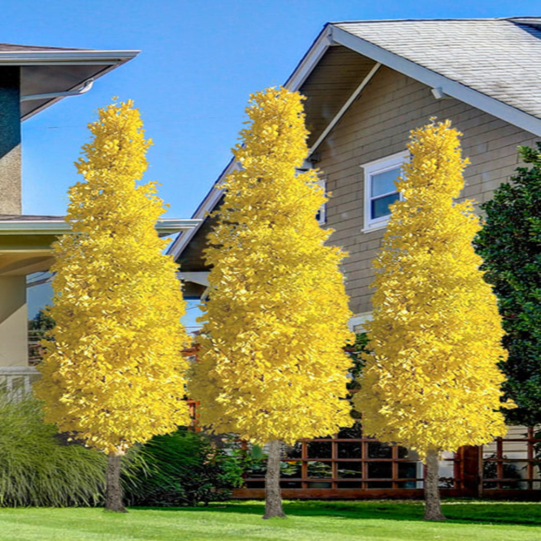 Sky Tower Ginkgo Tree