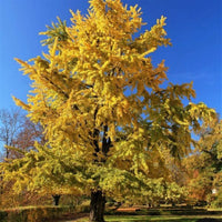 Princeton Sentry Male Ginkgo Tree