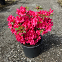 Girard's Rose Azalea