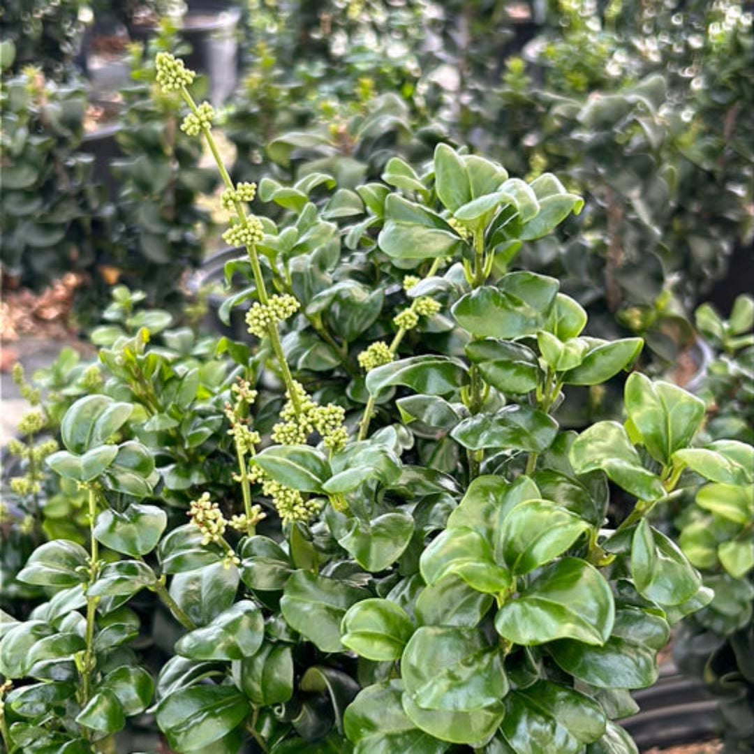 Ligustrum Coriaceum