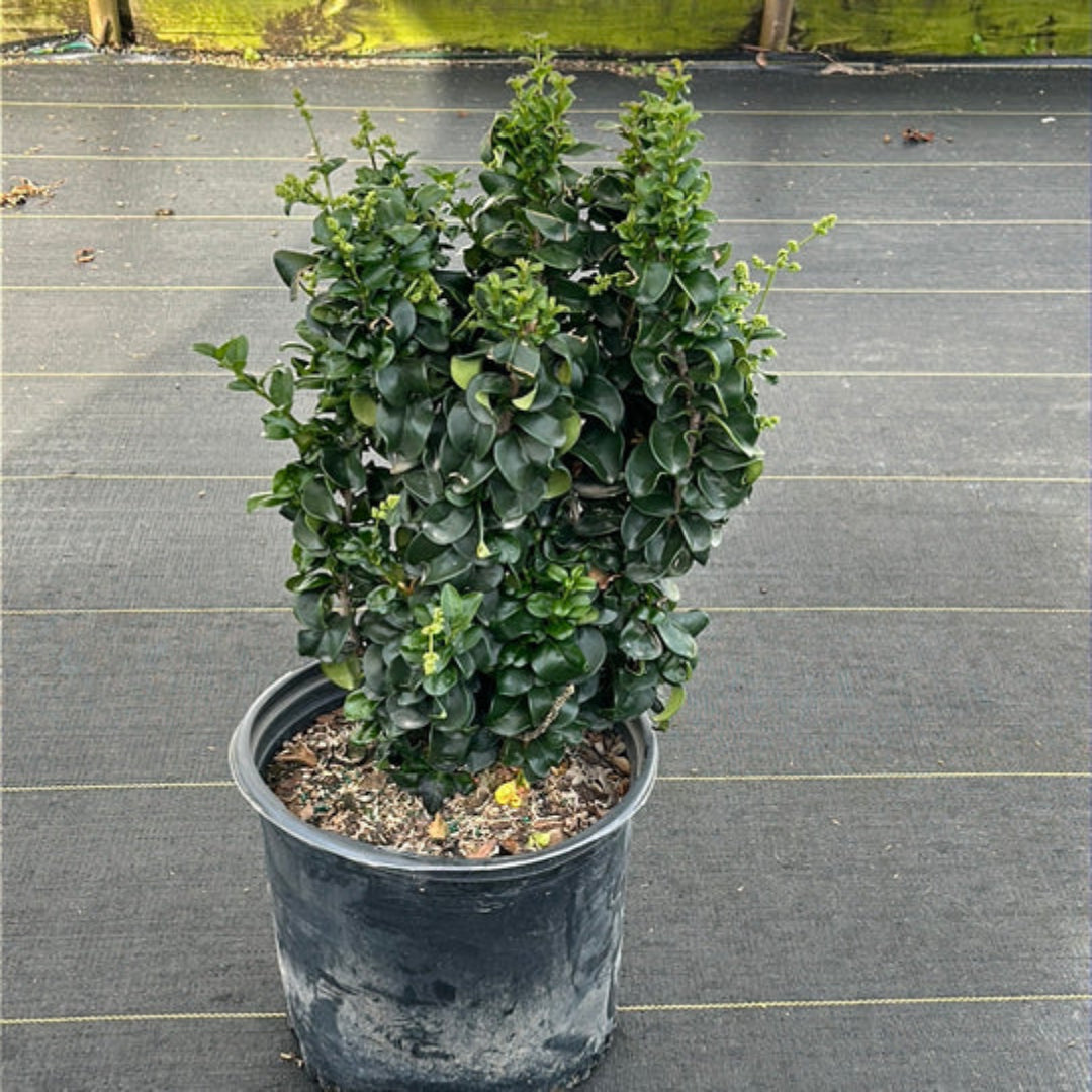 Ligustrum Coriaceum
