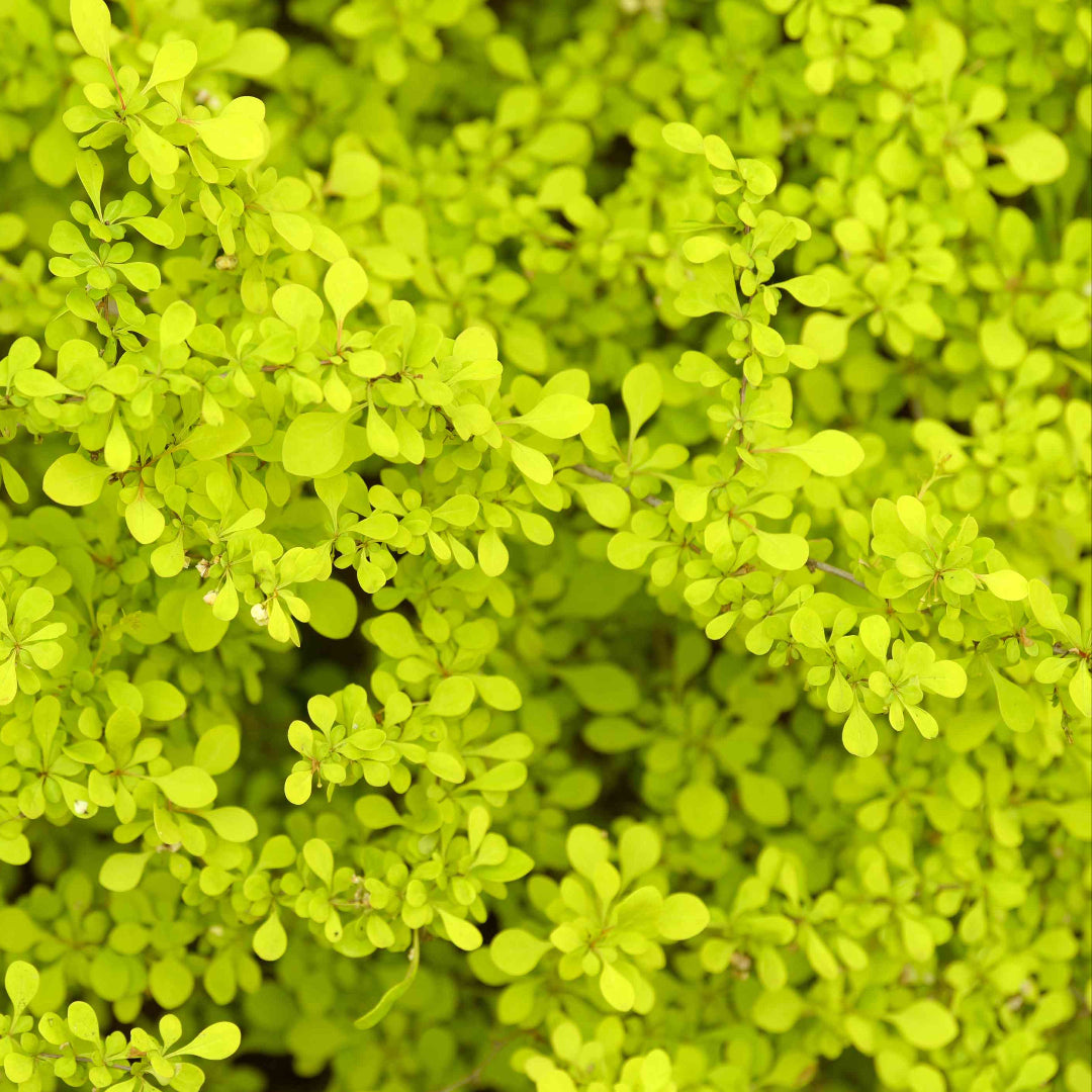 Aurea Barberry Japanese Barberry