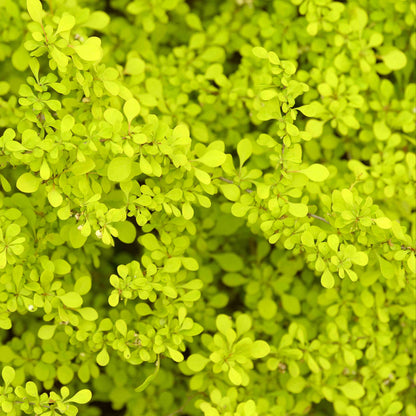 Aurea Barberry Japanese Barberry