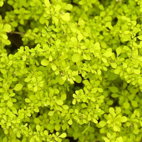 Golden Barberry