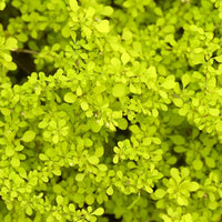 Golden Barberry