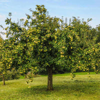 Golden Delicious Apple Tree with fruit