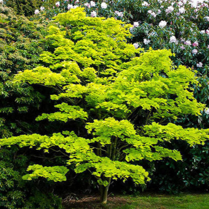 Amber Ghost Japanese Maple