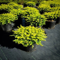 Helleri Holly