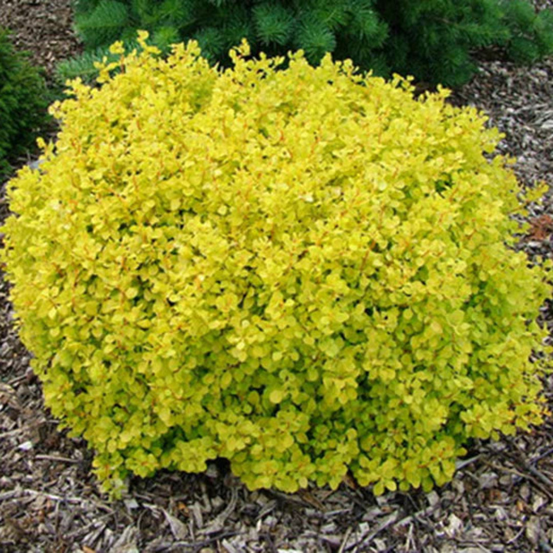 Barberry Tiny Gold