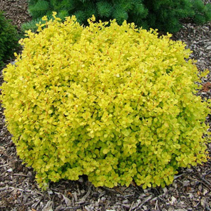Barberry Tiny Gold